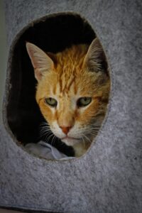 Minou