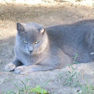 Chartreux